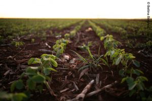 Soy Field